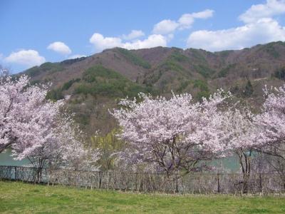 春の善光寺とコヒガン桜