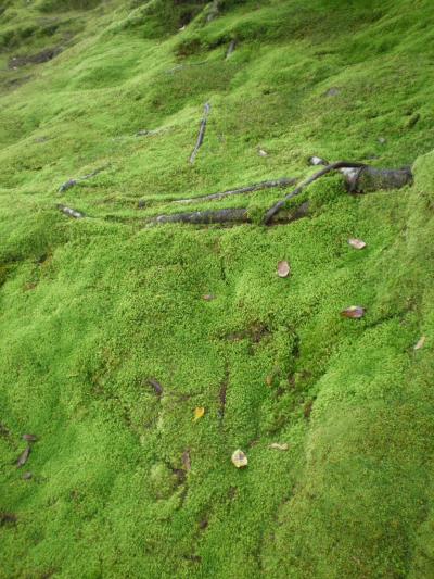 京都一泊二日の旅(京都御所、苔寺他編)1日目