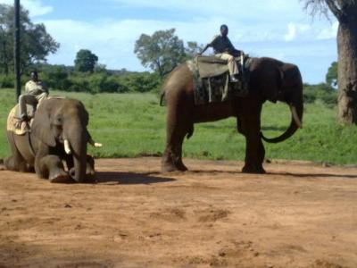 【旅行記復刻版】２００８世界一周（１５）ジンバブエのなんちゃってサファリ気分。