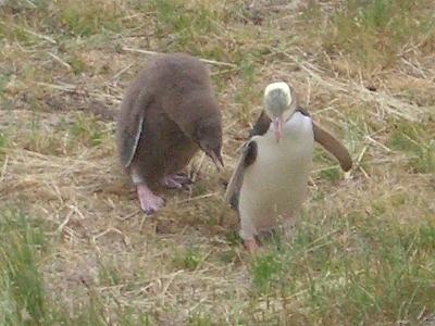 ’09-10NZ南島ワイナリーめぐりと野生動物の旅⑯ 感動!貴重!!オタゴ半島で野生動物との出会い