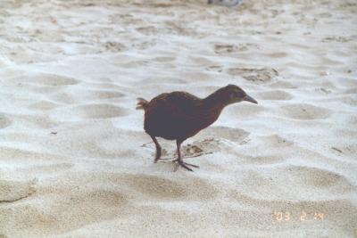 海外放浪9ヶ月 2003・ＮＺ（４）野生KIWIがいるスチュワート島！