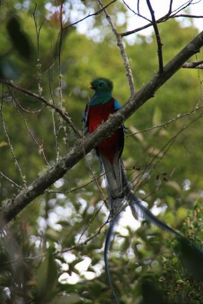 幻の鳥・ケツァル&動物三昧