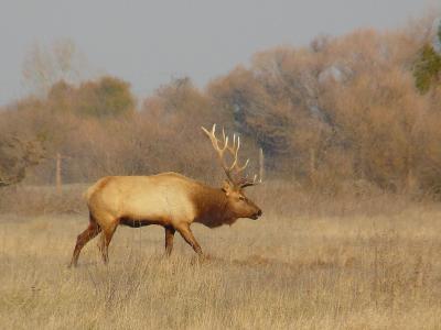 カリフォルニア・エルク（Tule Elk）の最初の保護区｢サンルイス国立野生動物保護区」