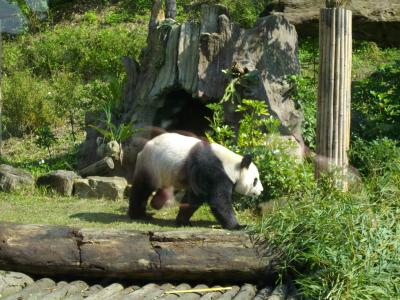 台北市立動物園へ・・・。