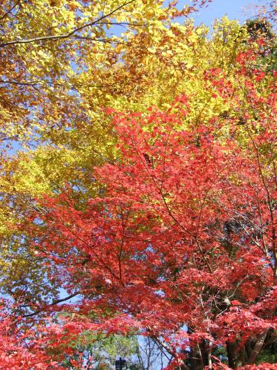 日帰り旅行シリーズ?　一大観光拠点で紅葉を愛でる（高尾山）