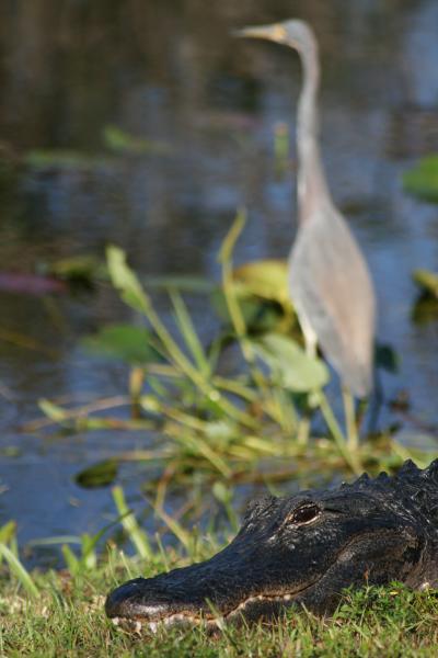 南フロリダ大自然ツアー(?!) 9 Everglades National Park 4