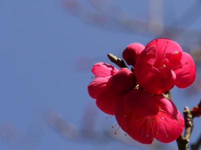 日本一早咲きの熱海梅園
