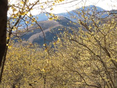 宝登山でひと足早いロウバイ・フィナーレ（2）薄曇りの空に淡く光る星数のロウバイ