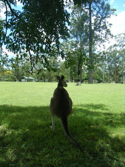 ☆Australia・Brisbane/GoldCoast☆