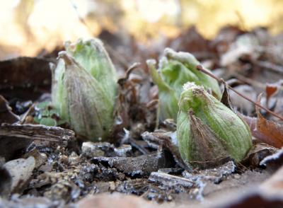 フキノトウが芽を出した神戸市立森林植物園