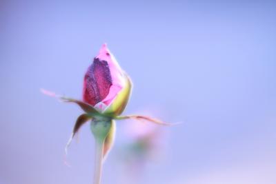 川口・花と緑の振興センターにて1月の植物