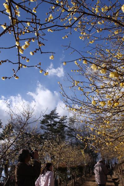 宝登山のロウバイ