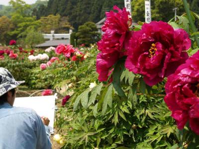 金蛇水神社　ぼたん園 　　岩沼市　　宮城県