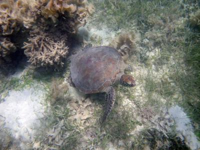 シュノーケル天国メトル島