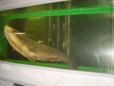 日本で始めての水族館＆レストランで、巨大魚たちに会える！