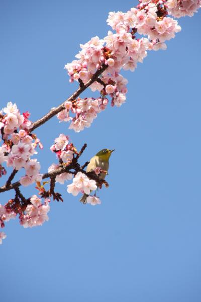 春の訪れ：梅も桜も楽しめる熱海