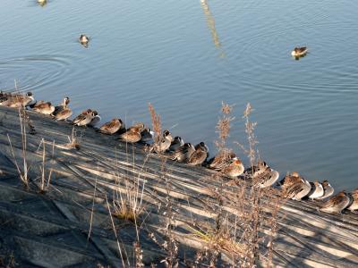 カモたちが飛来する小野の鴨池へ