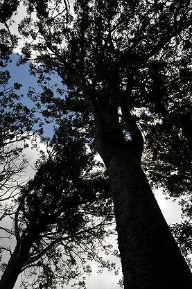 ★NZ車旅（２４） −北島　ホキアンガ港を渡ってワイポウワ・カウリ・フォレストへ