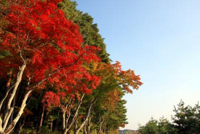 河口湖・北岸の紅葉