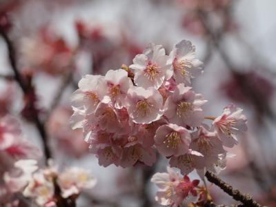 ２０１０年１月　桜満開！もう春です。伊豆海洋公園の寒桜は、一足早く春を告げています。