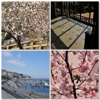 「あたみ桜と梅園を満喫する熱海潮風ウォーキング」【駅からハイキング】＜来宮神社～熱海梅園～起雲閣～ムーンテラス～糸川遊歩道＞ 