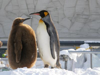 2010年2月札幌　その２　札幌旅行ですがなぜか旭山動物園