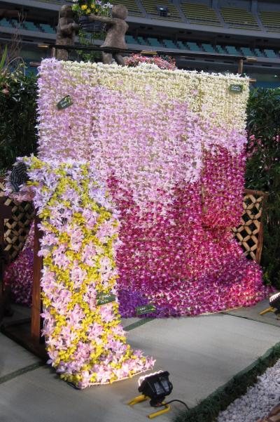 2006春、フラワードーム(8/8)：オーキッドディスプレー・コンテスト、蘭の紬