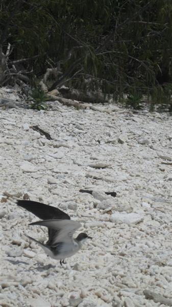 LADY MUSGRAVE CRUISES～鳥の楽園～