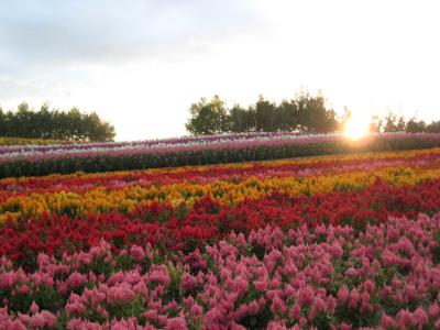 北海道　その１～美瑛・富良野編～　２００８年９月