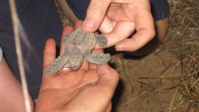 こがめ、海へ帰る。