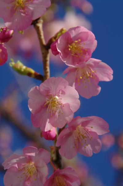 三浦半島に春が来た～！城ヶ島は水仙～三崎港はマグロ～三浦海岸では河津桜と菜の花