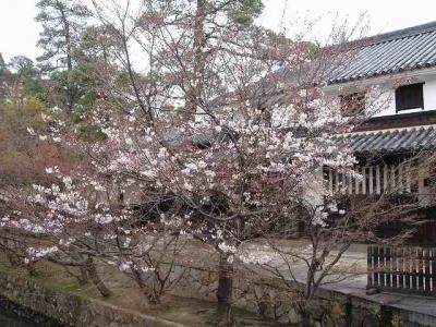 蔵の街、倉敷の春　