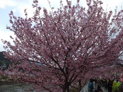 河津桜まつり