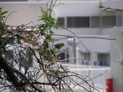 戸塚界隈の桜