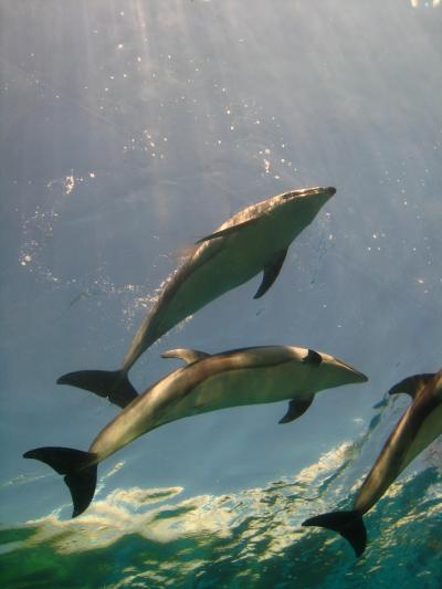 イルカのトンネル！楽しいのとじま水族館