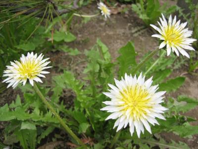 2009年GW　道南花見紀行　松前寺町編