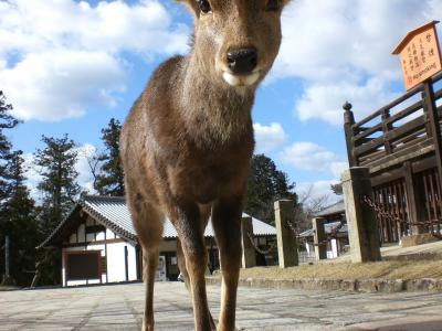 鹿に会いに奈良へ行きました☆