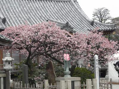 西新井大師で桜探し（寒桜・安行桜）