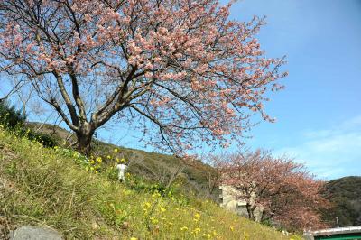 MTBでウロウロ…菜の花&河津桜咲く青野川を