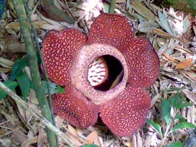 2010 ASEAN4ヶ国弾丸の旅 ＜コタキナバル編＞