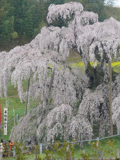 ETC￥１０００で滝桜を見に行こう！