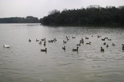 2001春、洲原神社、洲原公園(２：完)：洲原池、渡り鳥、タンポポ、ナズナ、クローバー