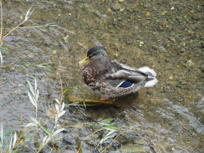☆イギリス３日目・コッツウォルズ観光☆