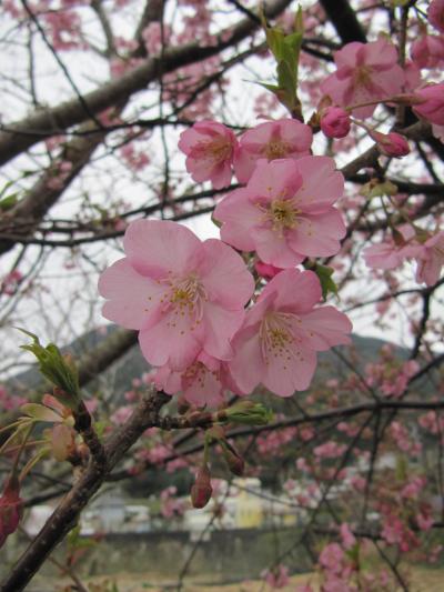 2010如月　河津桜を愛でたくて、夜桜＆曇り空と雨交じり～