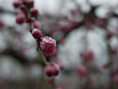 下曽我梅林と小田原城と微妙な絵