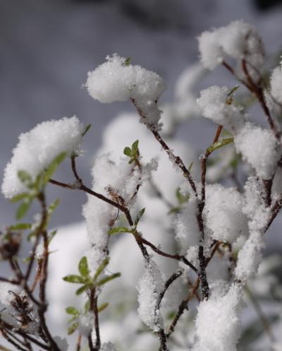 雪の近江路・お多賀さん