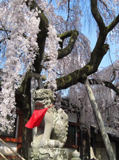 2009年奈良　氷室神社の桜・春日大社