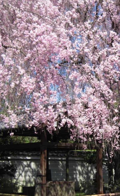 2009年の京都4月の桜