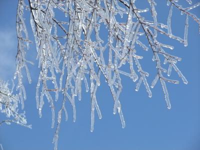 ゲレンデの氷に覆われた樹木