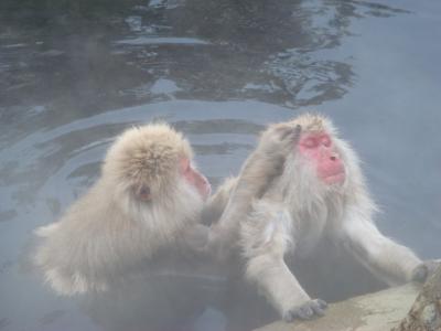 信州・湯田中渋温泉『和風の宿ますや』でのんびり。帰りは地獄谷で猿に癒される。